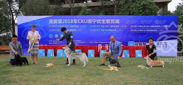 CKU赛事快报 | 3月17日南宁冠军展BIS获奖犬只-3.jpeg