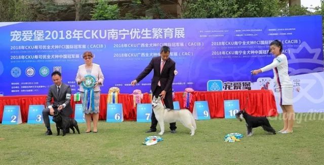 CKU赛事快报 | 3月17日南宁冠军展BIS获奖犬只-4.jpeg