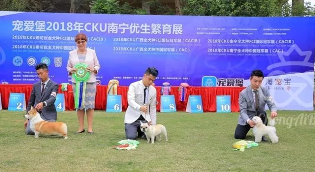 CKU赛事快报 | 3月17日南宁冠军展BIS获奖犬只-5.jpeg