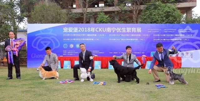 CKU赛事快报 | 3月17日南宁冠军展BIS获奖犬只-7.jpeg