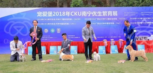 CKU赛事快报 | 3月17日南宁冠军展BIS获奖犬只-10.jpeg