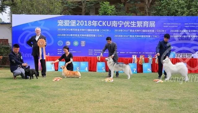 CKU赛事快报 | 3月18日南宁冠军展BIS获奖犬只-3.jpeg