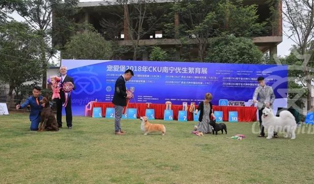 CKU赛事快报 | 3月18日南宁冠军展BIS获奖犬只-2.jpeg