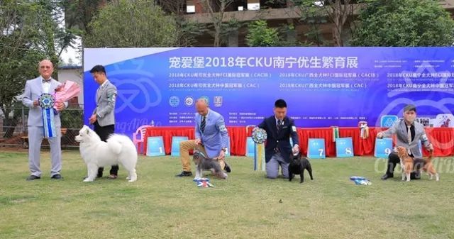 CKU赛事快报 | 3月18日南宁冠军展BIS获奖犬只-7.jpeg