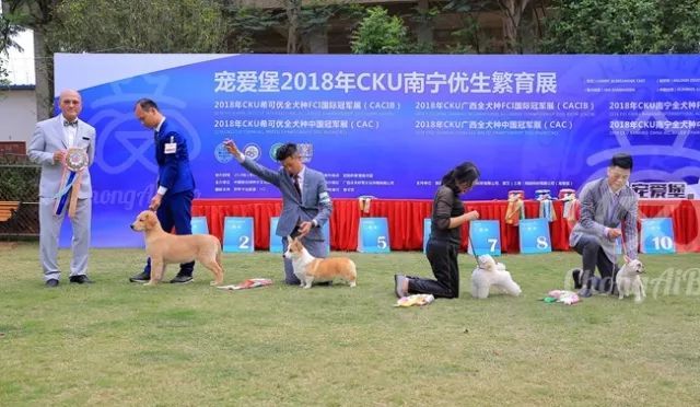 CKU赛事快报 | 3月18日南宁冠军展BIS获奖犬只-10.jpeg