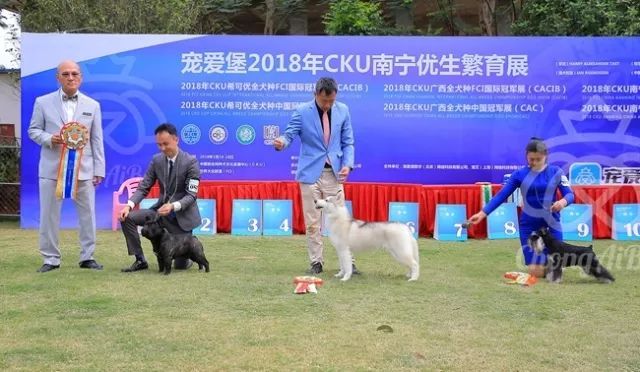 CKU赛事快报 | 3月18日南宁冠军展BIS获奖犬只-9.jpeg