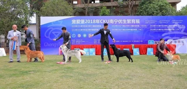 CKU赛事快报 | 3月18日南宁冠军展BIS获奖犬只-8.jpeg