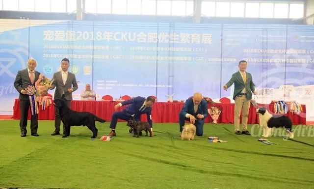 CKU赛事快报 | 3月18日合肥冠军展BIS获奖犬只-2.jpeg