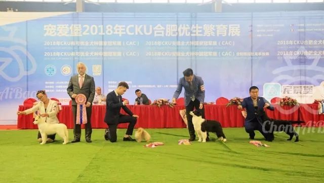 CKU赛事快报 | 3月18日合肥冠军展BIS获奖犬只-5.jpeg