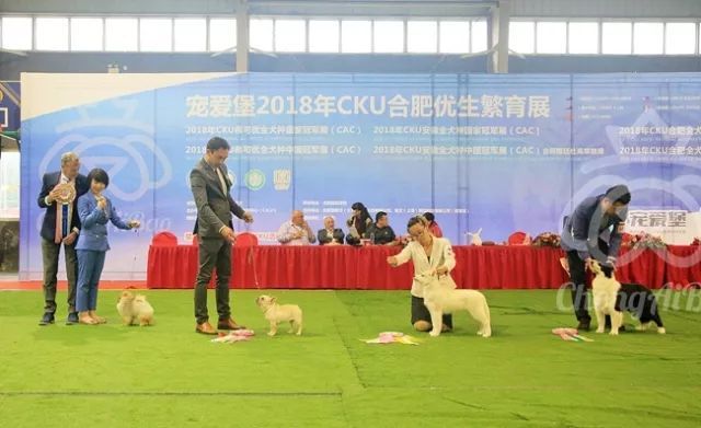 CKU赛事快报 | 3月18日合肥冠军展BIS获奖犬只-10.jpeg