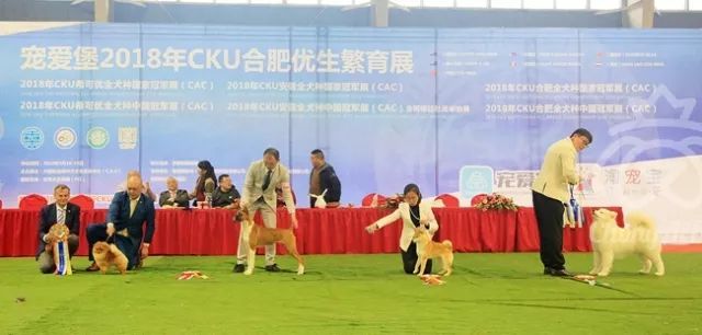CKU赛事快报 | 3月18日合肥冠军展BIS获奖犬只-9.jpeg
