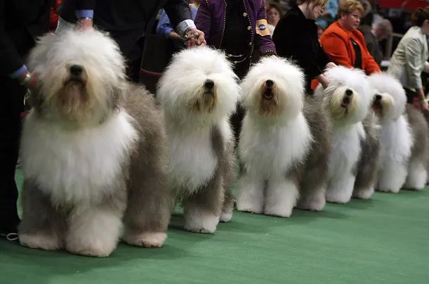 如何买到好的种犬？这篇文章帮你节省学费-3.jpeg