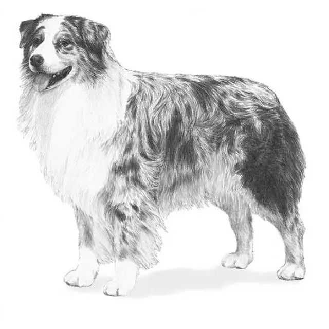 澳大利亚牧羊犬了解一下？-1.jpeg