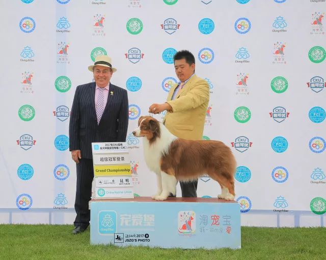 2017年CKU排行榜，澳大利亚牧羊犬排行一：Bobby波比-2.jpeg