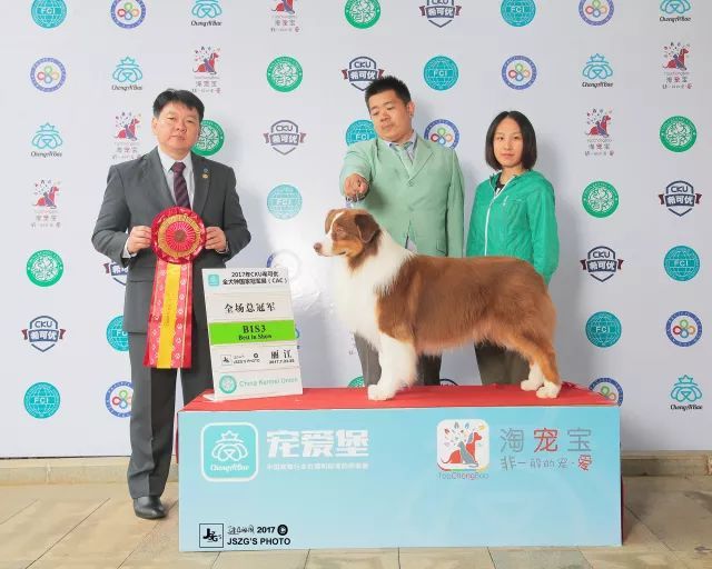 2017年CKU排行榜，澳大利亚牧羊犬排行一：Bobby波比-4.jpeg