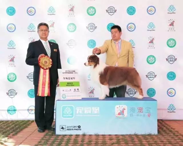 2017年CKU排行榜，澳大利亚牧羊犬排行一：Bobby波比-3.jpeg