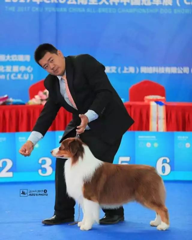 2017年CKU排行榜，澳大利亚牧羊犬排行一：Bobby波比-6.jpeg