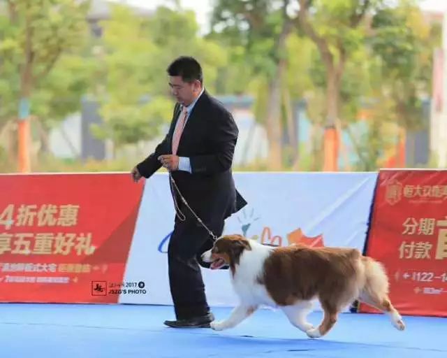 2017年CKU排行榜，澳大利亚牧羊犬排行一：Bobby波比-7.jpeg