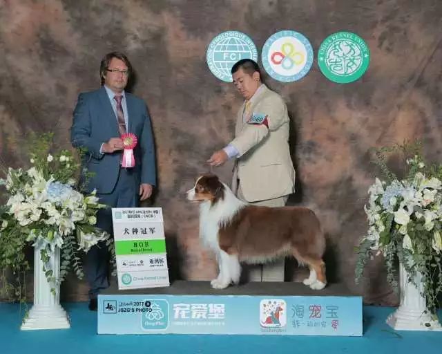 2017年CKU排行榜，澳大利亚牧羊犬排行一：Bobby波比-5.jpeg
