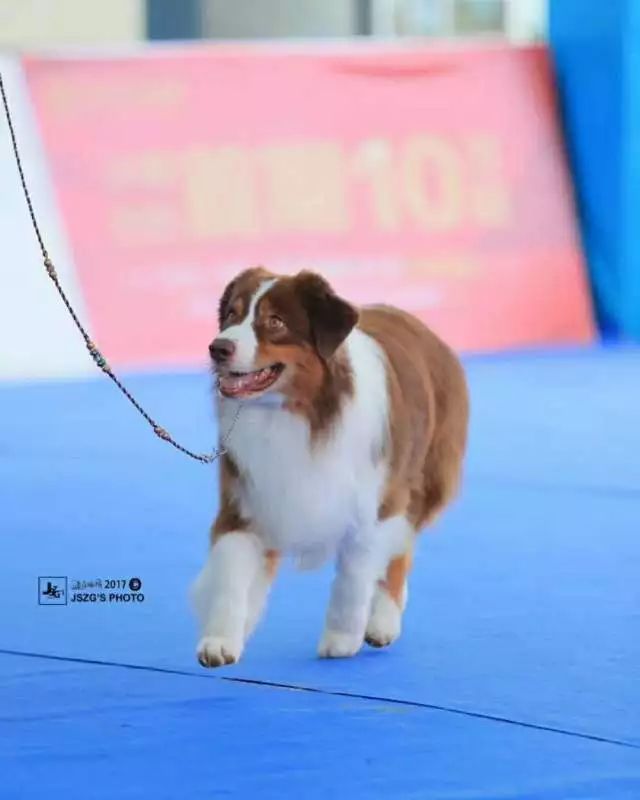 2017年CKU排行榜，澳大利亚牧羊犬排行一：Bobby波比-8.jpeg