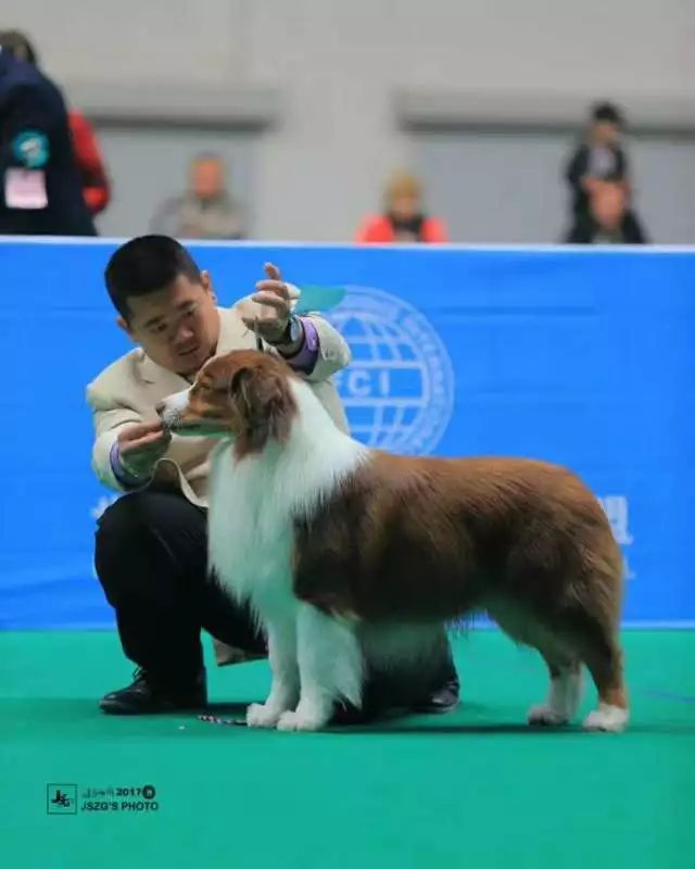 2017年CKU排行榜，澳大利亚牧羊犬排行一：Bobby波比-14.jpeg