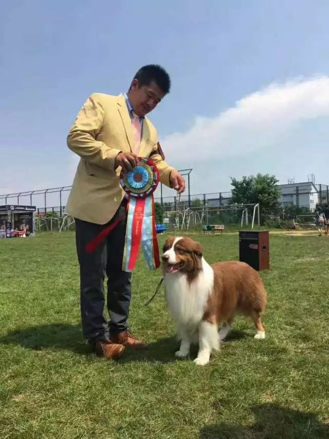 2017年CKU排行榜，澳大利亚牧羊犬排行一：Bobby波比-13.jpeg