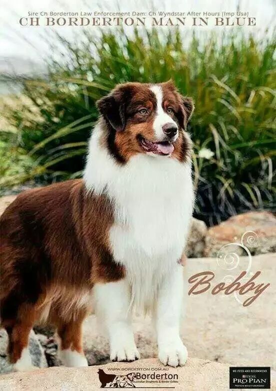 2017年CKU排行榜，澳大利亚牧羊犬排行一：Bobby波比-15.jpeg