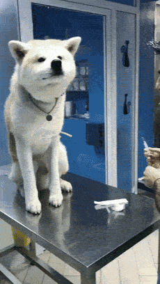 买狗套路深，爱骗小天真……-1.gif