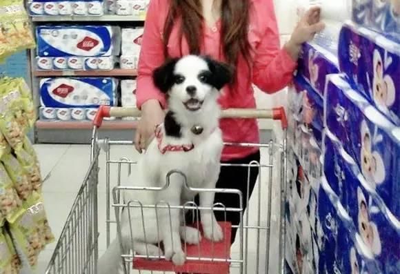 买狗套路深，爱骗小天真……-2.jpeg