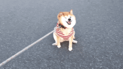 买狗套路深，爱骗小天真……-4.gif