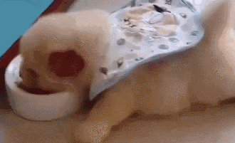 买狗套路深，爱骗小天真……-5.gif
