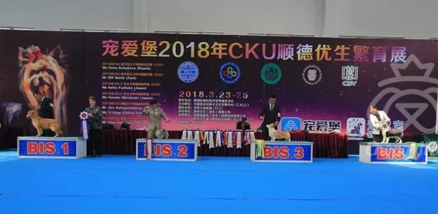 CKU赛事快报 | 3月23日顺德冠军展BIS获奖犬只-5.jpeg