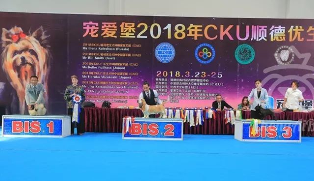 CKU赛事快报 | 3月23日顺德冠军展BIS获奖犬只-4.jpeg