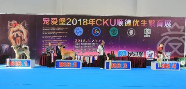 CKU赛事快报 | 3月23日顺德冠军展BIS获奖犬只-2.jpeg