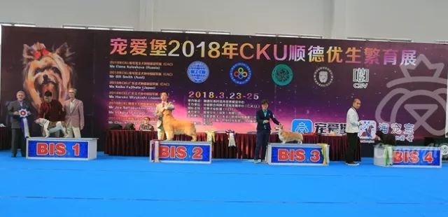 CKU赛事快报 | 3月23日顺德冠军展BIS获奖犬只-7.jpeg