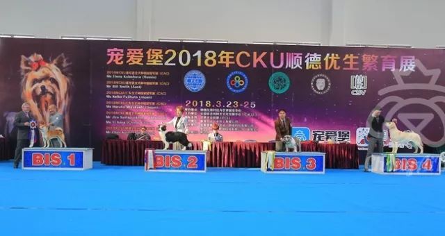 CKU赛事快报 | 3月23日顺德冠军展BIS获奖犬只-8.jpeg