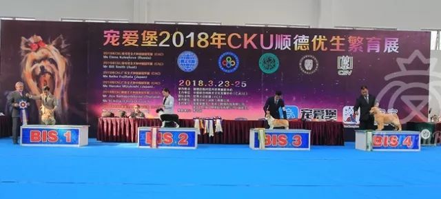 CKU赛事快报 | 3月23日顺德冠军展BIS获奖犬只-10.jpeg