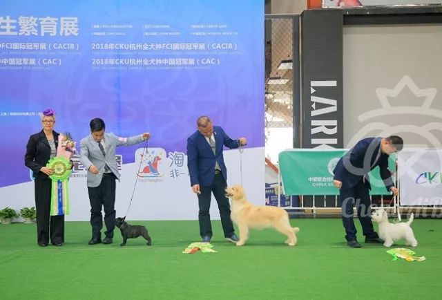 CKU赛事快报 | 3月23日杭州冠军展BIS获奖犬只-5.jpeg