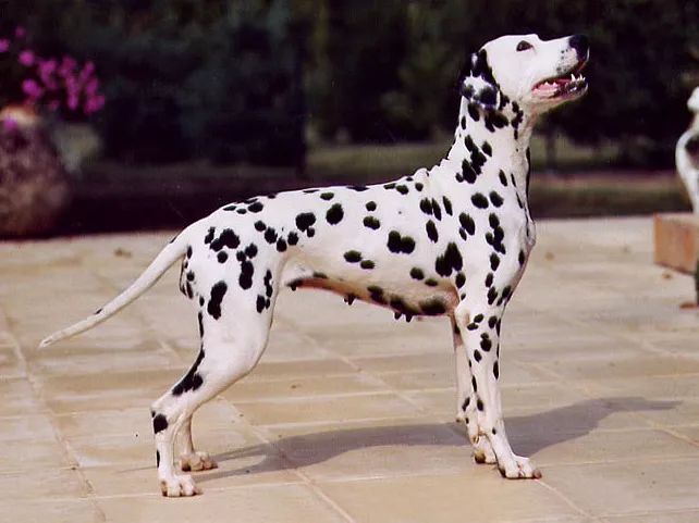 大麦町犬：关于斑点狗的那些事儿-5.jpeg