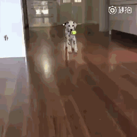 大麦町犬：关于斑点狗的那些事儿-8.gif