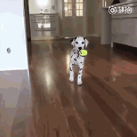 大麦町犬：关于斑点狗的那些事儿-9.gif