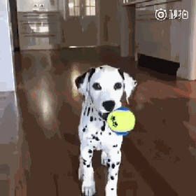 大麦町犬：关于斑点狗的那些事儿-10.gif