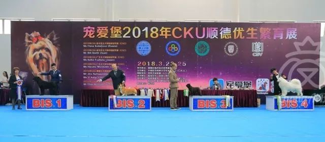 CKU赛事快报 | 3月24顺德冠军展BIS获奖犬只-3.jpeg