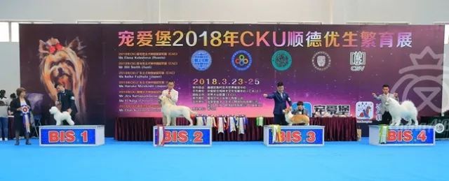 CKU赛事快报 | 3月24顺德冠军展BIS获奖犬只-2.jpeg