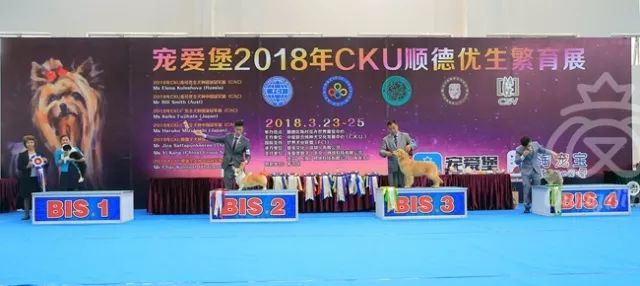 CKU赛事快报 | 3月24顺德冠军展BIS获奖犬只-5.jpeg
