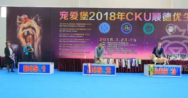CKU赛事快报 | 3月24顺德冠军展BIS获奖犬只-4.jpeg