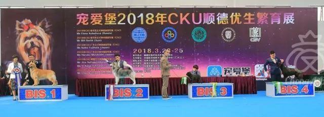 CKU赛事快报 | 3月24顺德冠军展BIS获奖犬只-8.jpeg