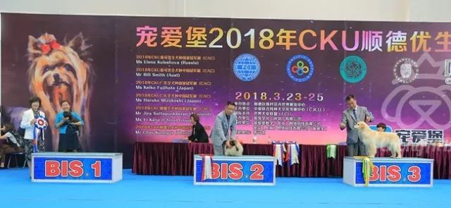 CKU赛事快报 | 3月24顺德冠军展BIS获奖犬只-9.jpeg