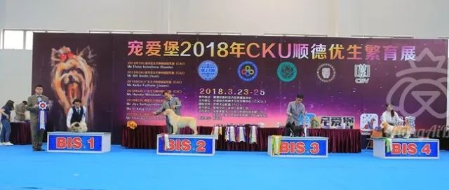 CKU赛事快报 | 3月25日顺德冠军展BIS获奖犬只-4.jpeg