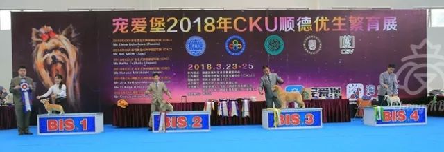 CKU赛事快报 | 3月25日顺德冠军展BIS获奖犬只-5.jpeg